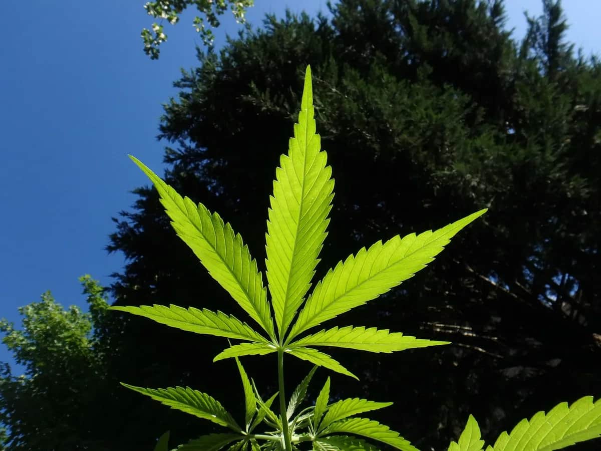 Ein Kult durch die Zeiten: Cannabis in der Geschichte der Menschheit