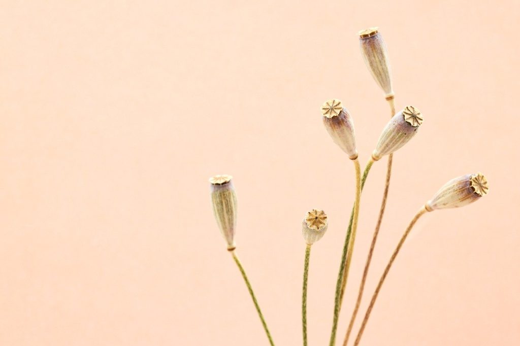 klatschmohn, dried flowers, blumen